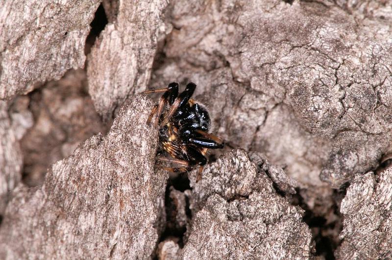 Araneus_ZZ411_D5528_Z_90_Lake Broadwater_Australie.jpg